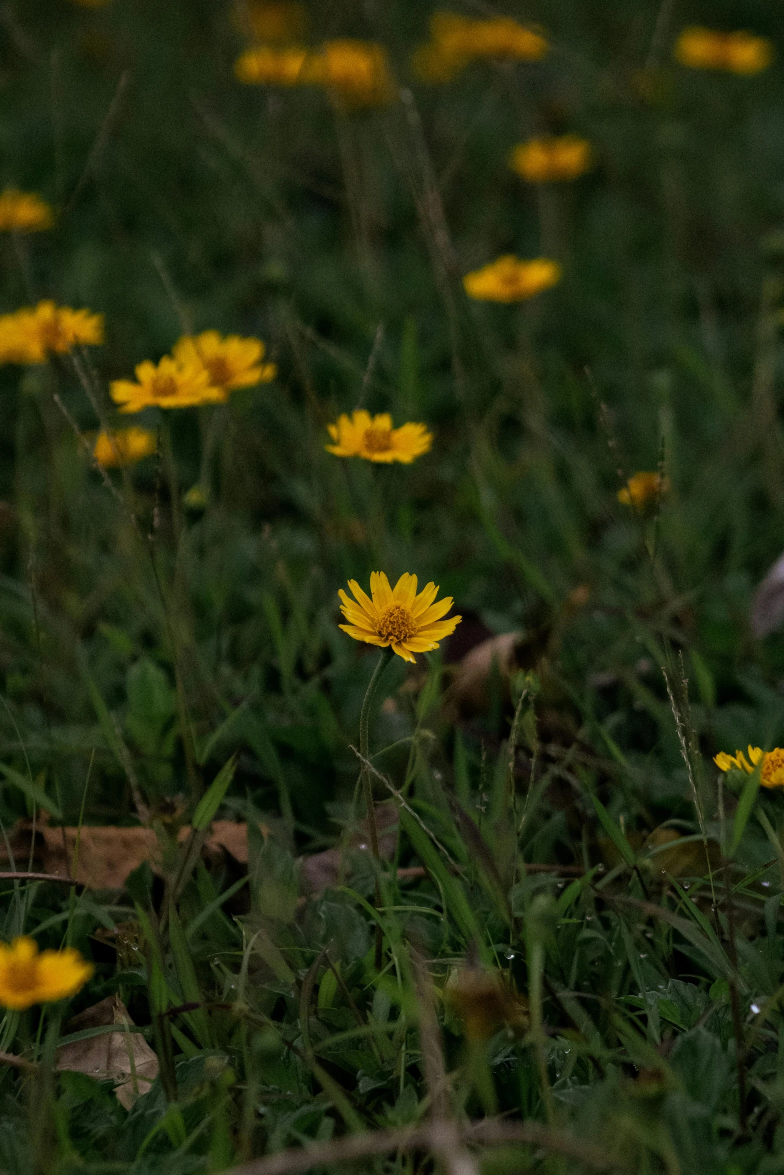 a lot of yellow flowers are growing on the ground