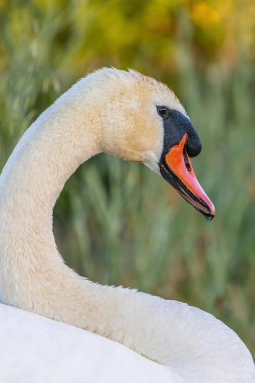 this bird has very large orange beaks on its face