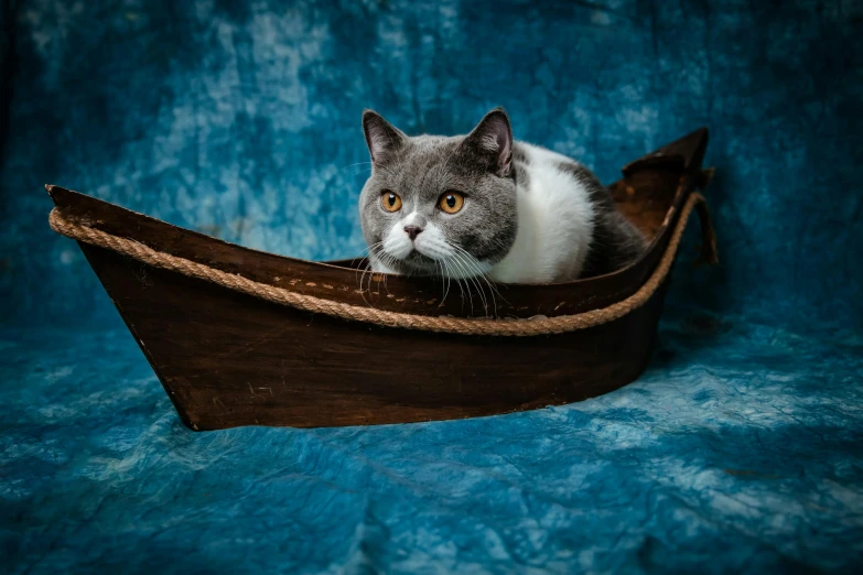 a cat sits in the bow of a boat