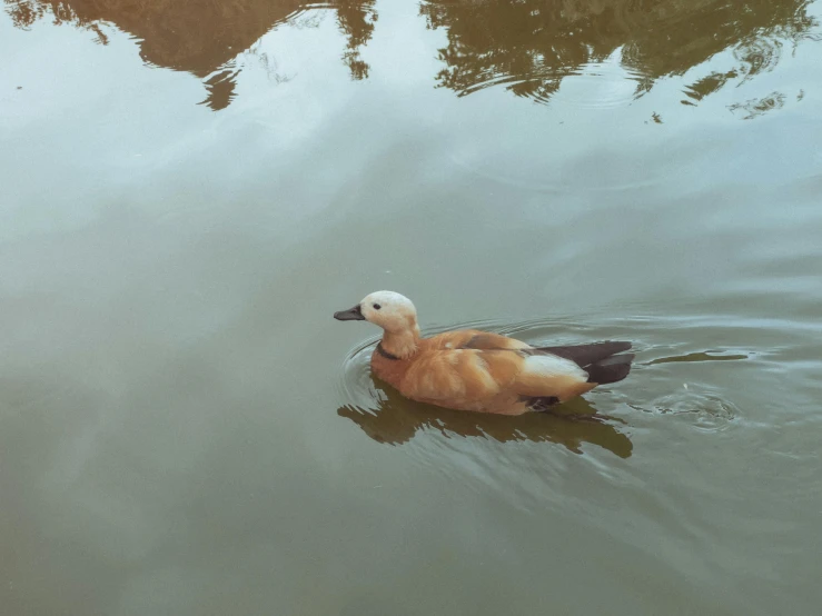 a duck swimming on top of a river filled with brown water