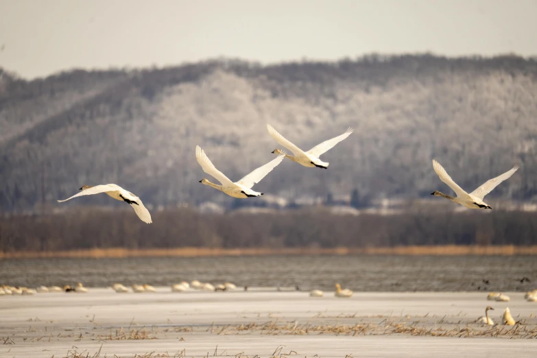 three birds are flying over the water