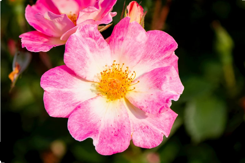 two pink flowers sitting in front of a green bush