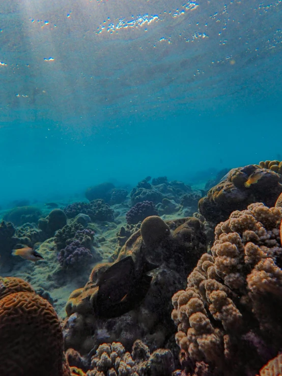 a marine bottom view of some corals and sponge