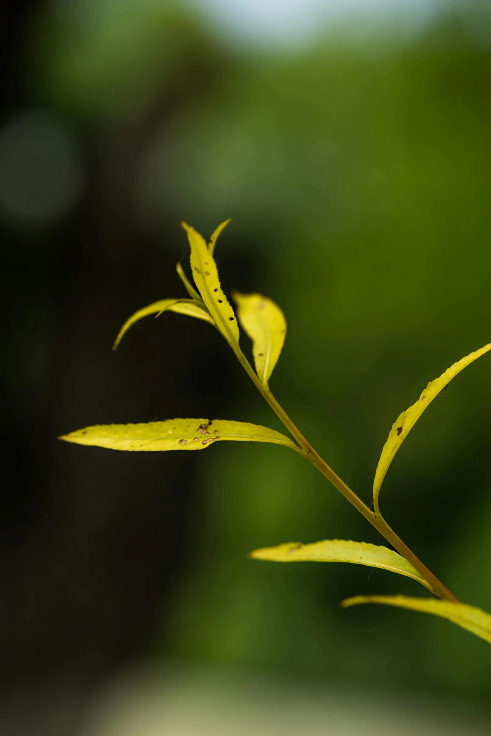 some very pretty looking leaves on a plant