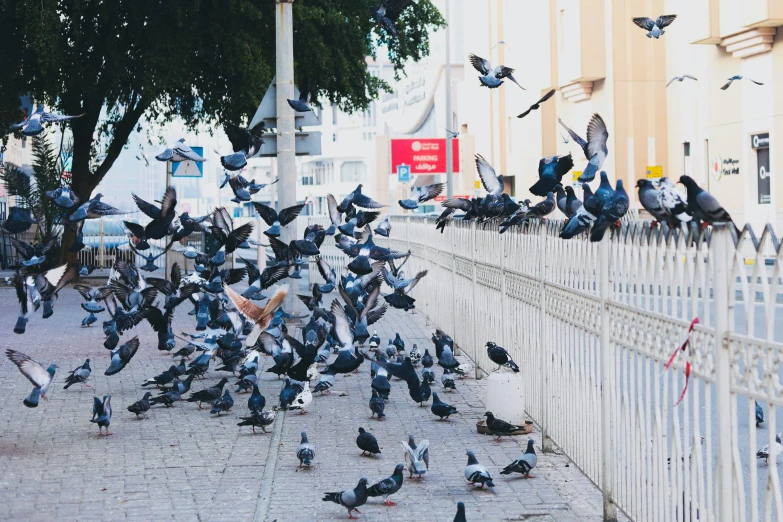 many birds sitting and standing on a wall by the street