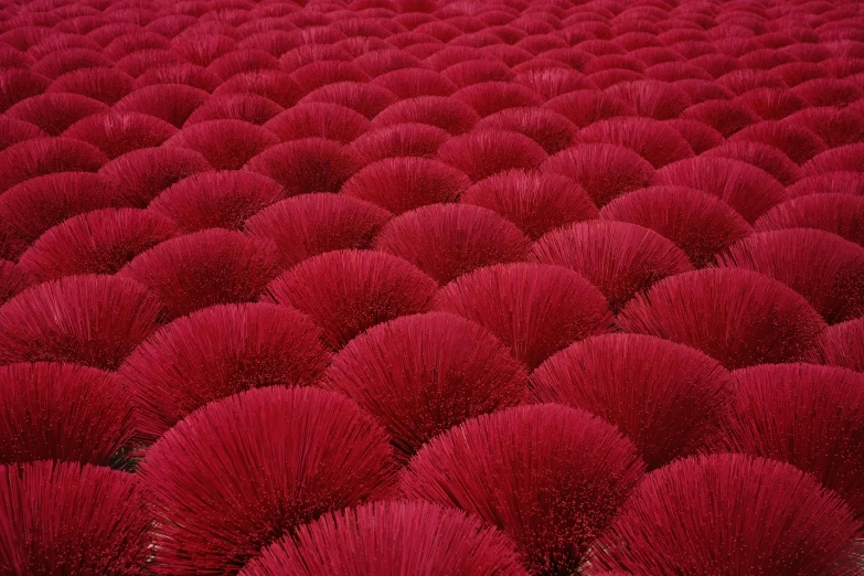 some very pretty red plants in a field