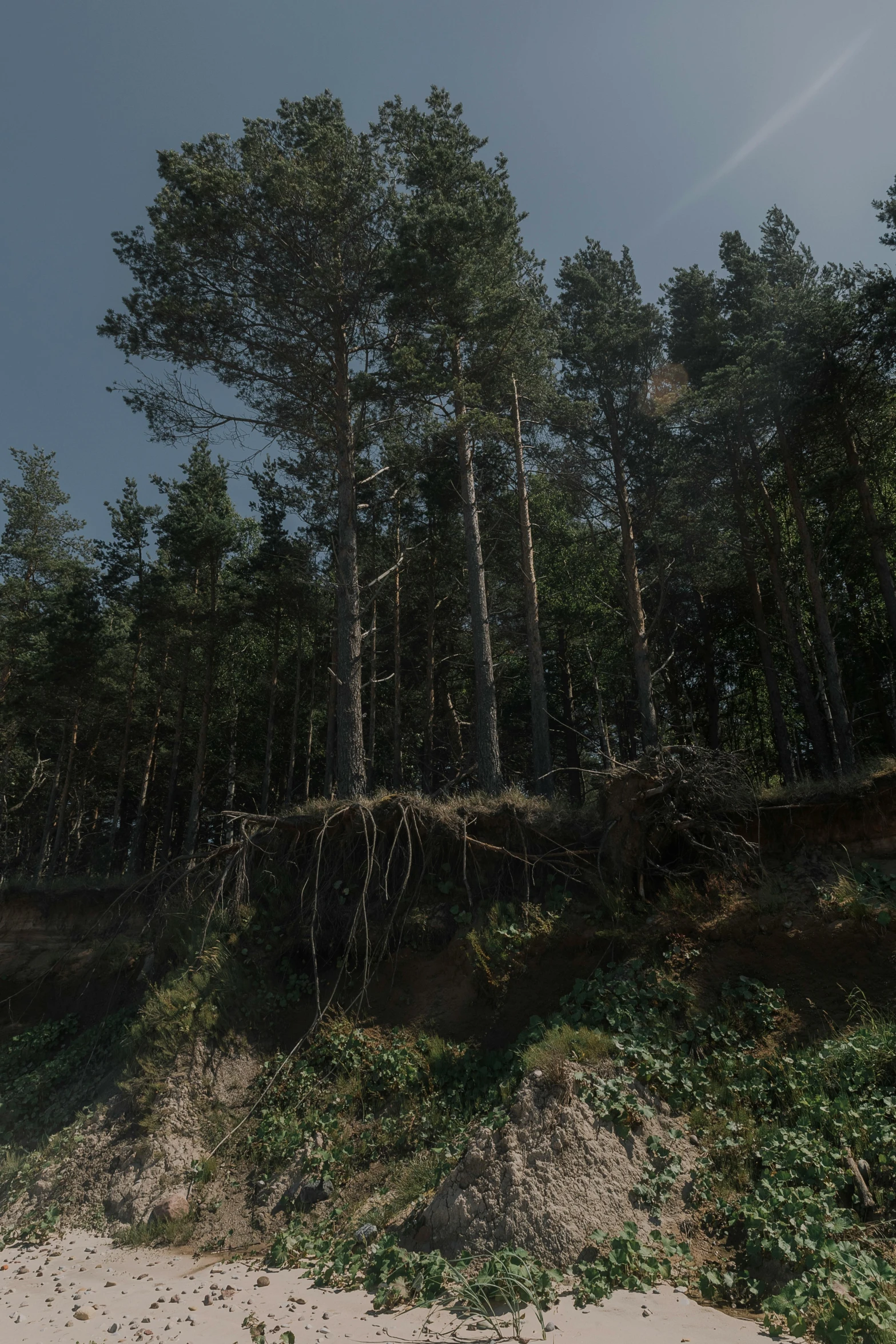 a bear stands on the edge of a sandy area next to trees