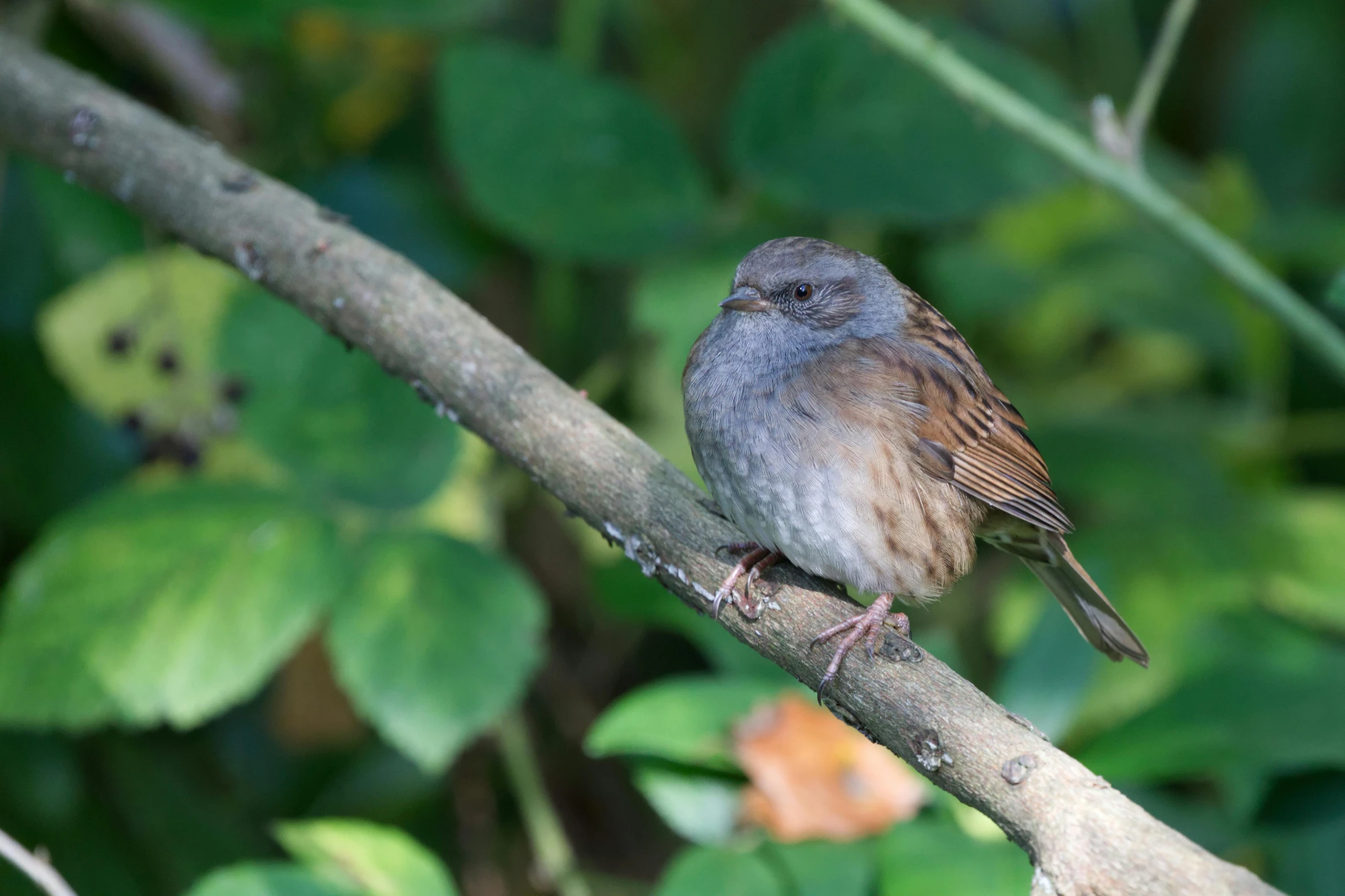 the small bird is perched on the tree nch