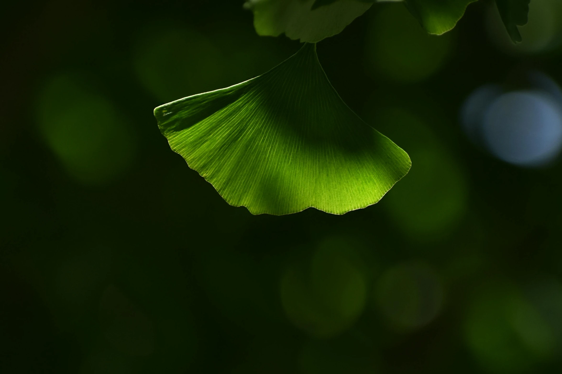 a green leaf with its light filtering through it