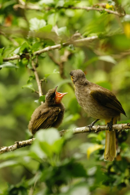 a small bird sits on top of a tree with a larger bird nearby