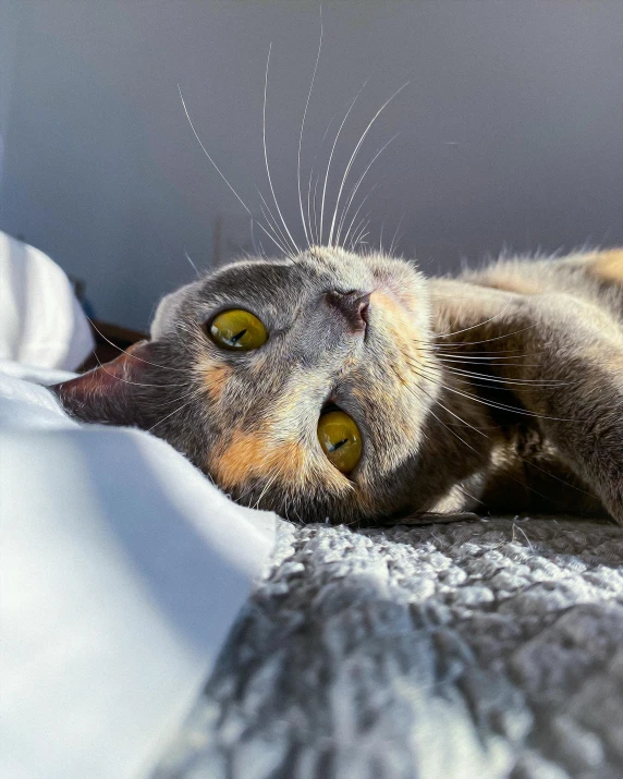 an orange and grey cat laying on a bed