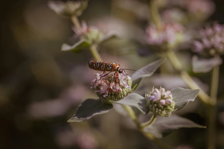 a close up of a bug on top of a flower