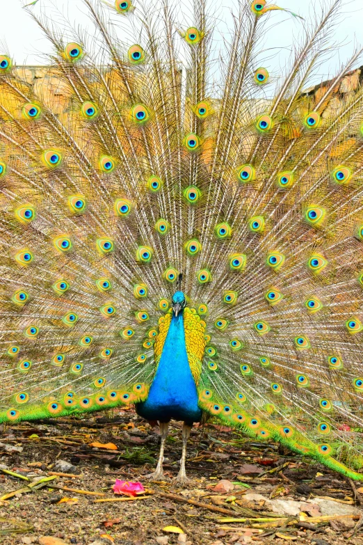 peacock with its feathers extended and full spread out