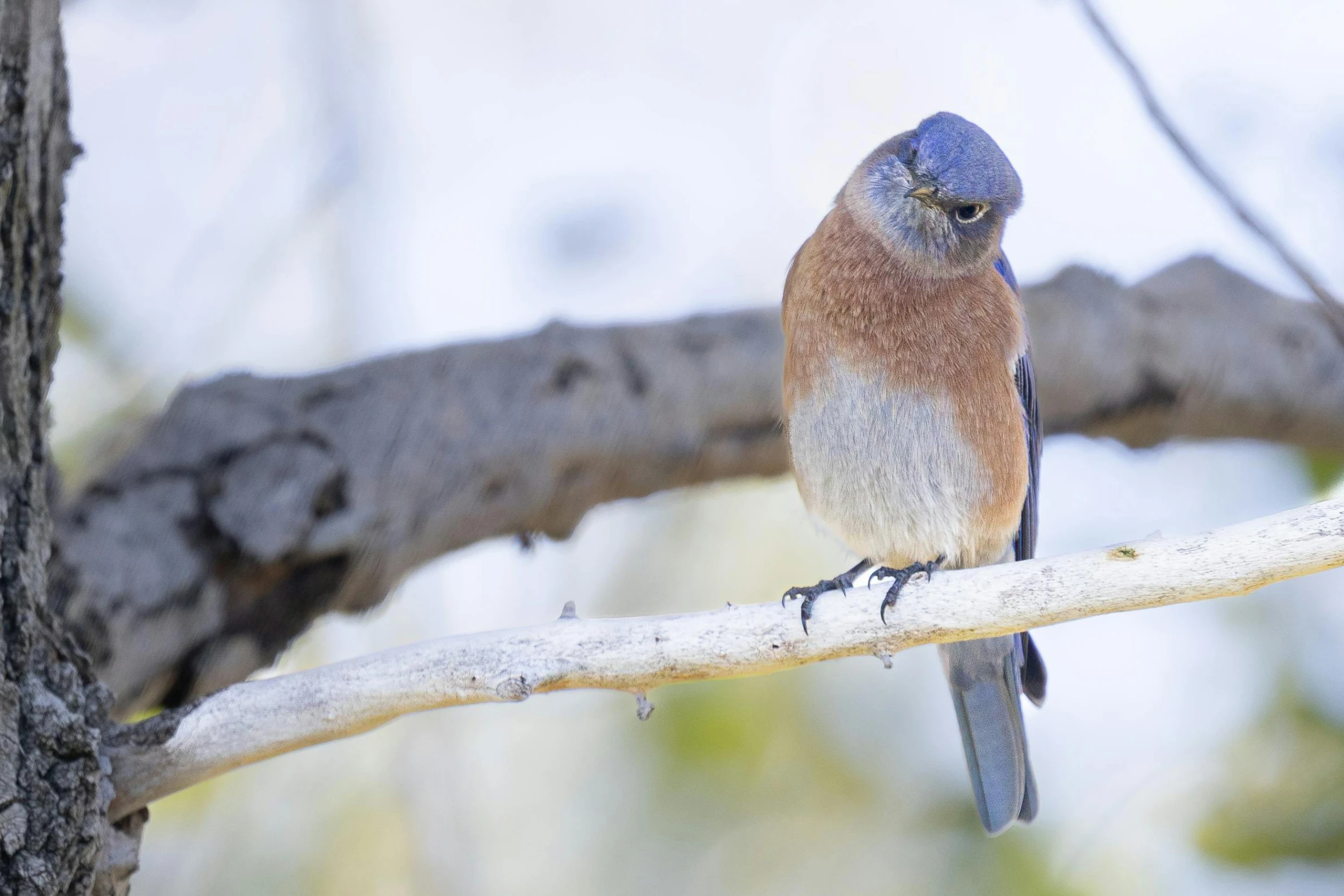 a blue and brown bird perched on a nch