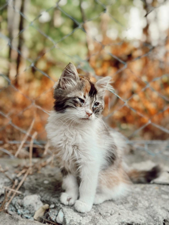 small cat sitting on top of a rock outside