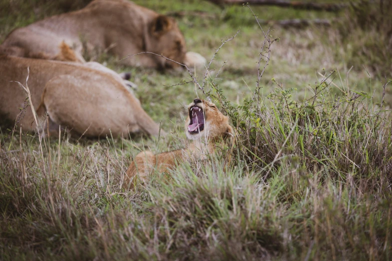 a young lion yawns while resting