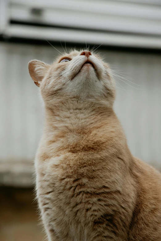 a cat looking upward, with one paw in the air