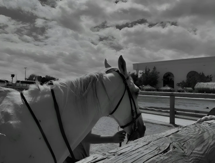 a person is leaning over looking at a horse