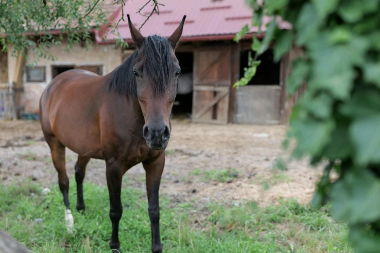 there is a brown horse with black hair standing in the grass