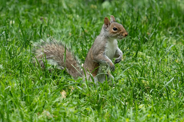 a squirrel standing on its hind legs on the grass