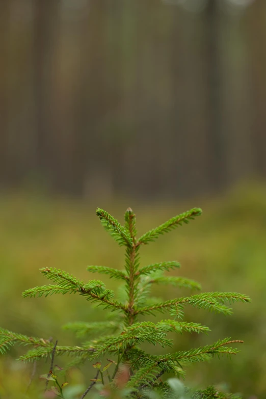 small tree in an open field next to a forest