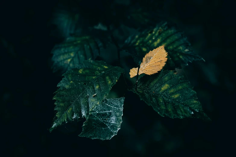 some yellow leaf sitting on top of green leaves