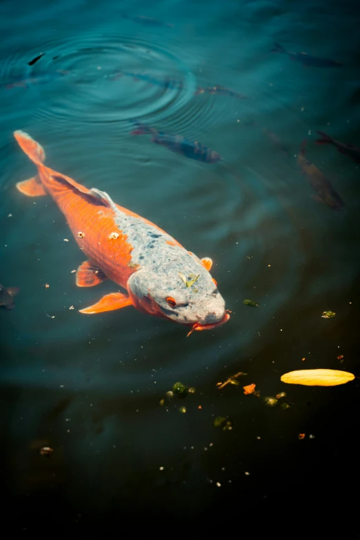 a koi fish in a pond, swimming among leaves