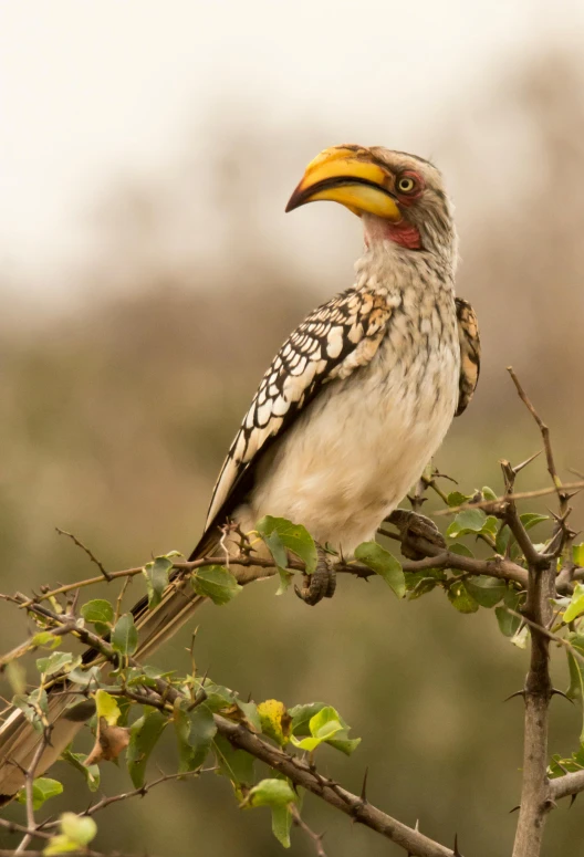 a bird with long neck sits on a nch