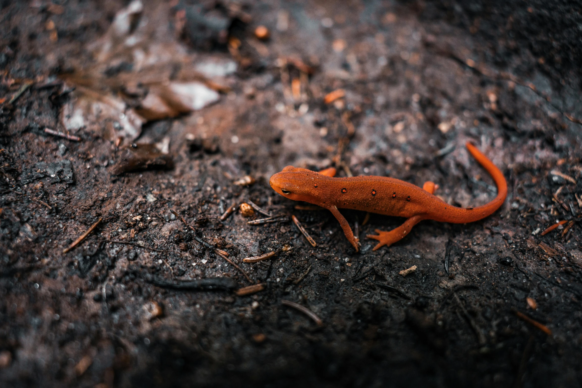 a gecko that is on the ground