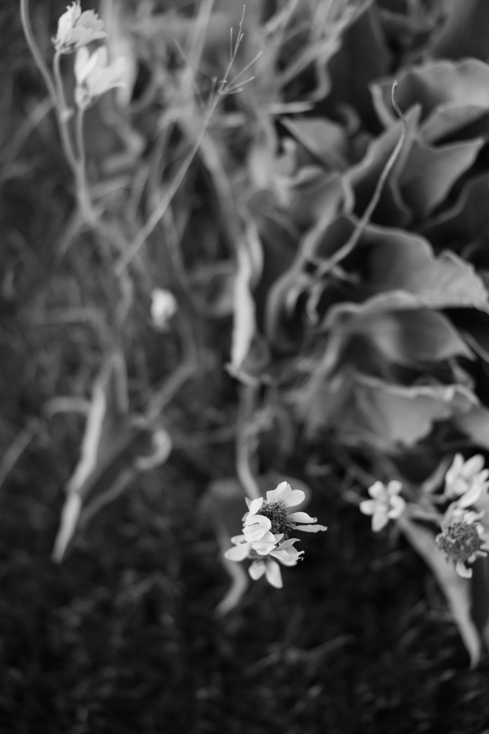 there are many small white flowers growing in the bushes