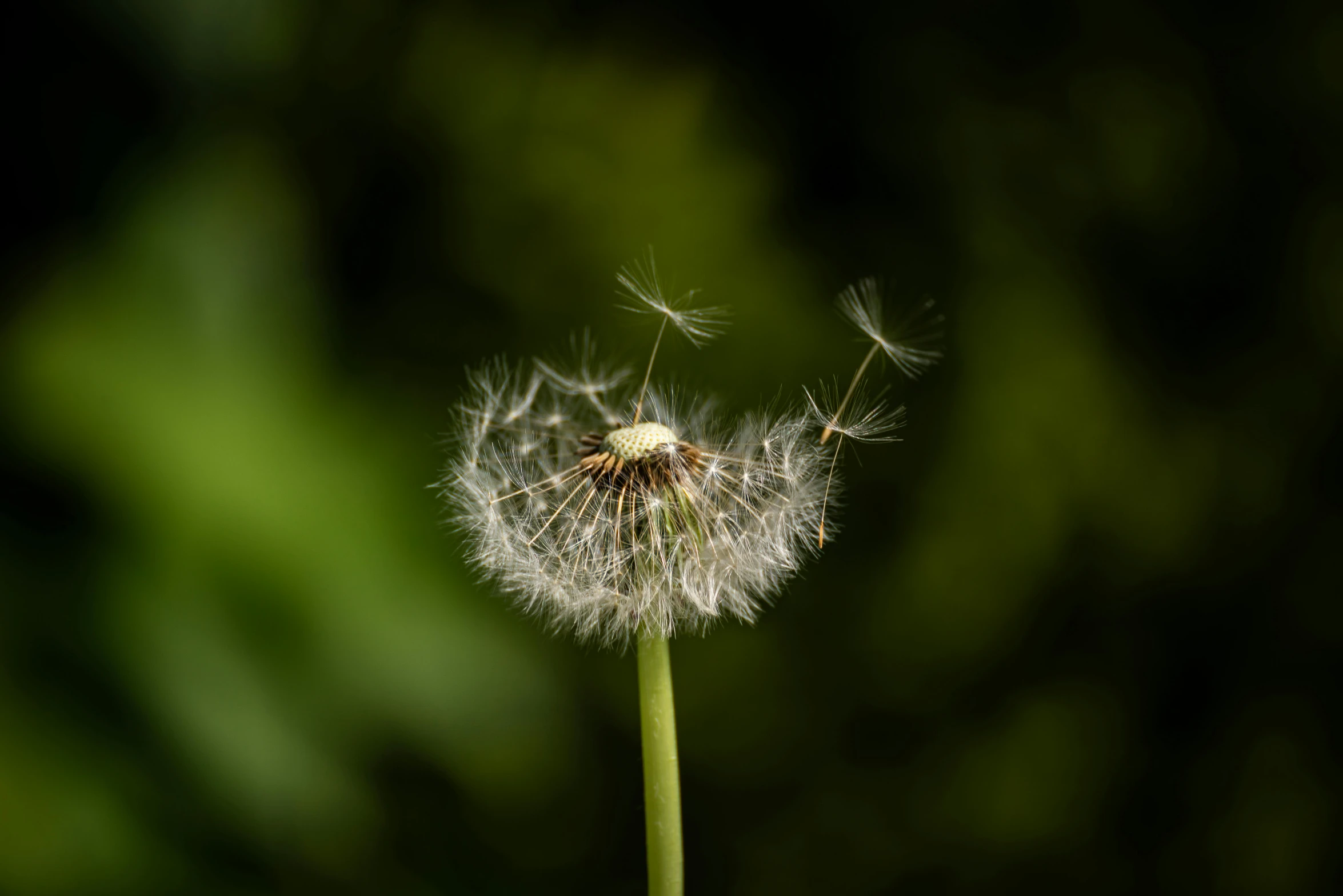 the dandelion is almost as close as it gets