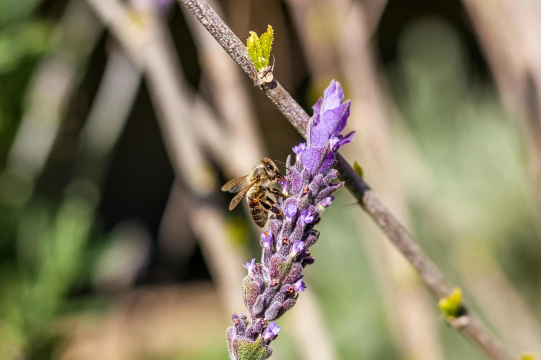 a bee sitting on a flower next to green and purple flowers