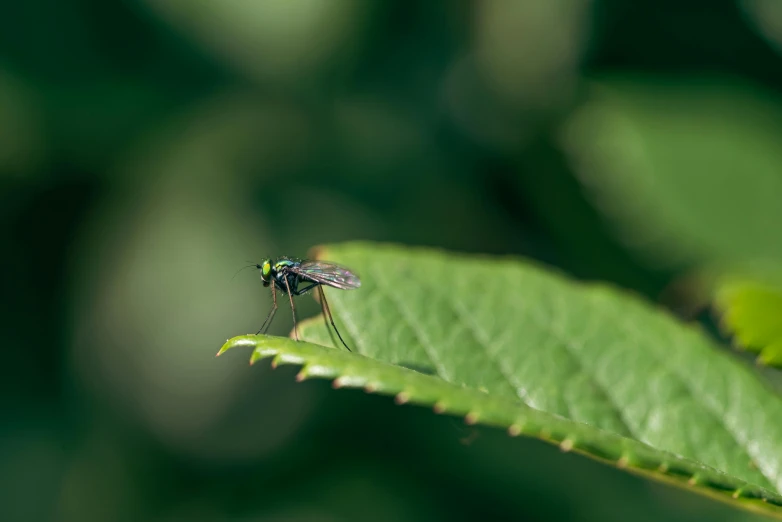 a fly perched on a leaf in the sunlight