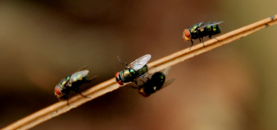 a line of green flies resting on some stems