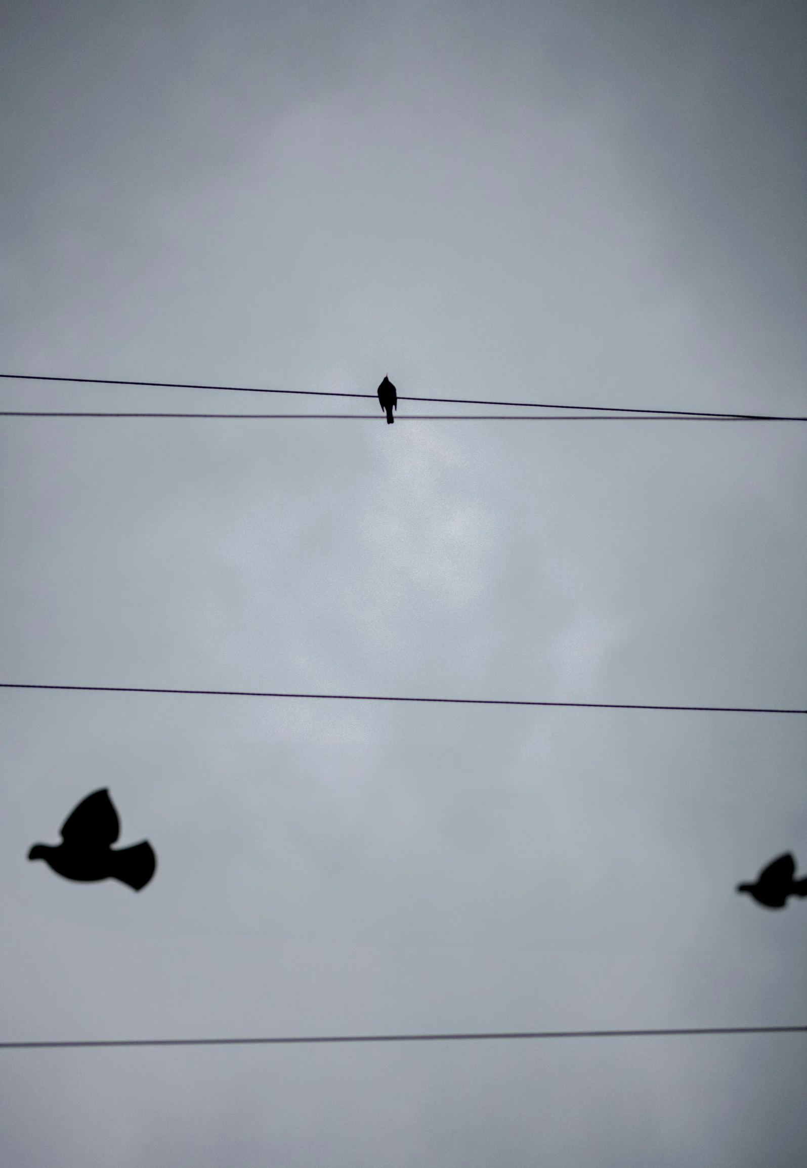 four birds sitting on power lines, one in the air