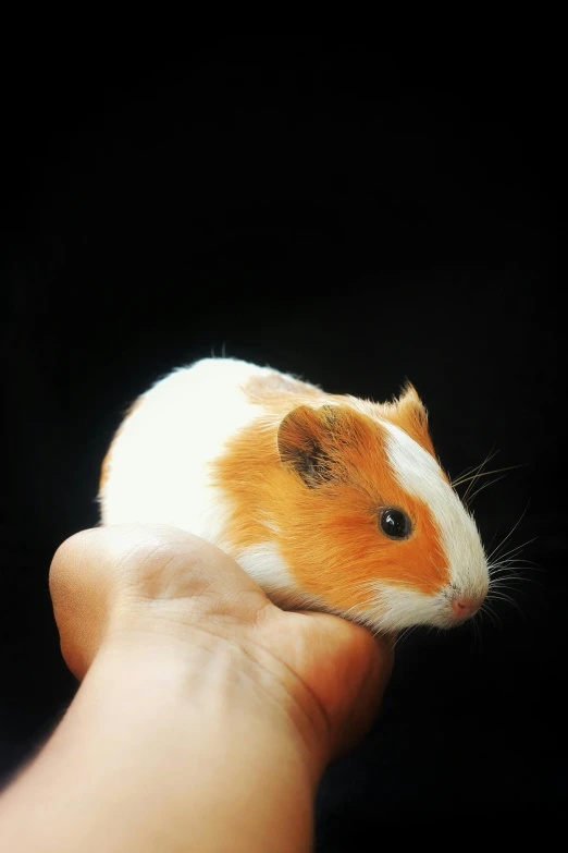 small hamster being held in hand by someone