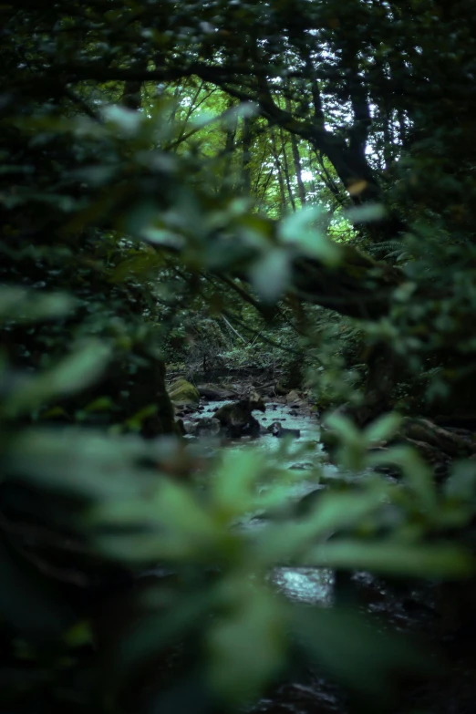 the bushes in front of a stream are covered with water