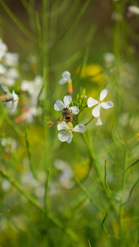 a bee hovering from flowers in a meadow