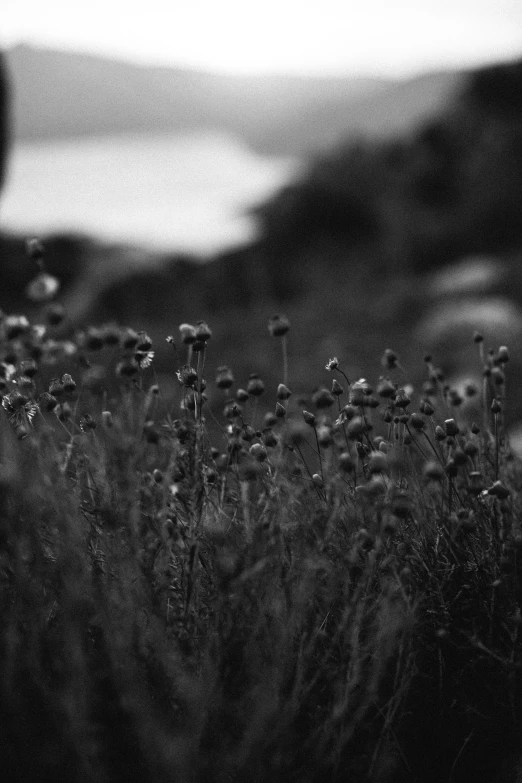 an image of a view through a window of plants