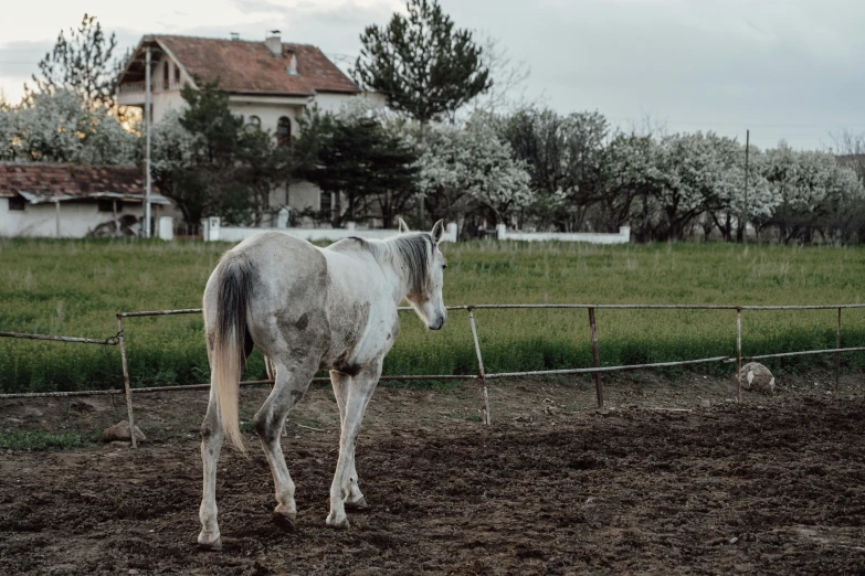 a gray horse walking in a dirt yard