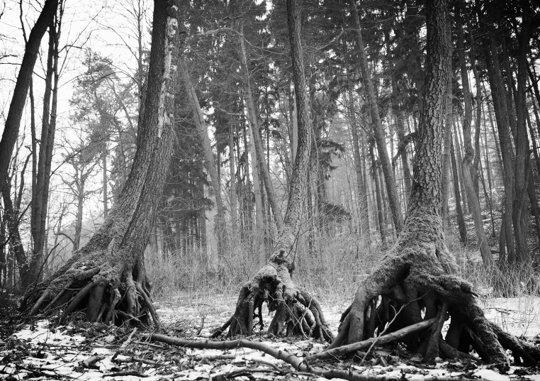 a pile of tree roots sitting in the forest