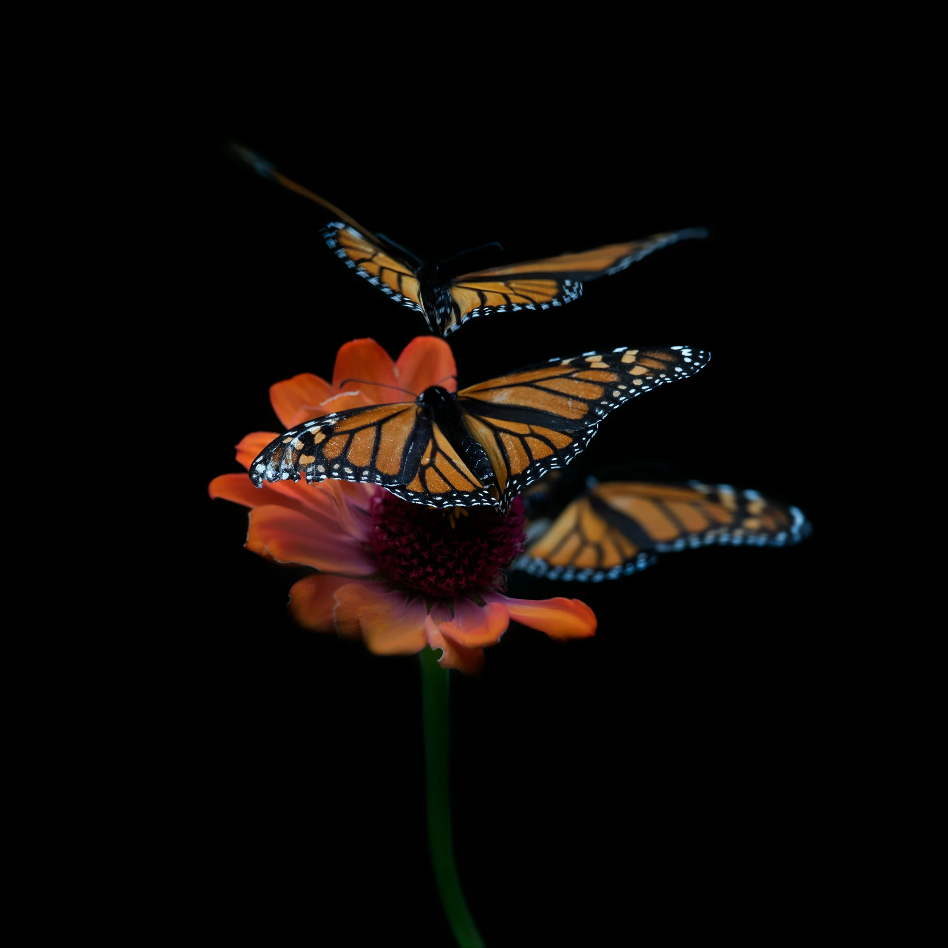 a pair of erflies are perched on top of a flower