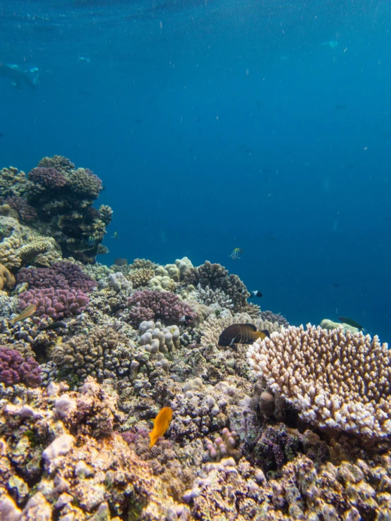 the under water image shows a variety of reef life