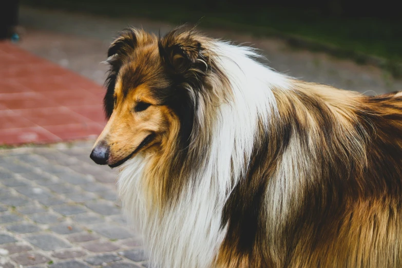 an image of a dog on the ground looking at soing