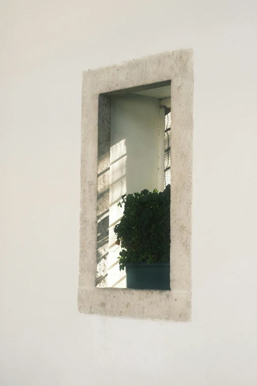 a square white window frame with a plant in it