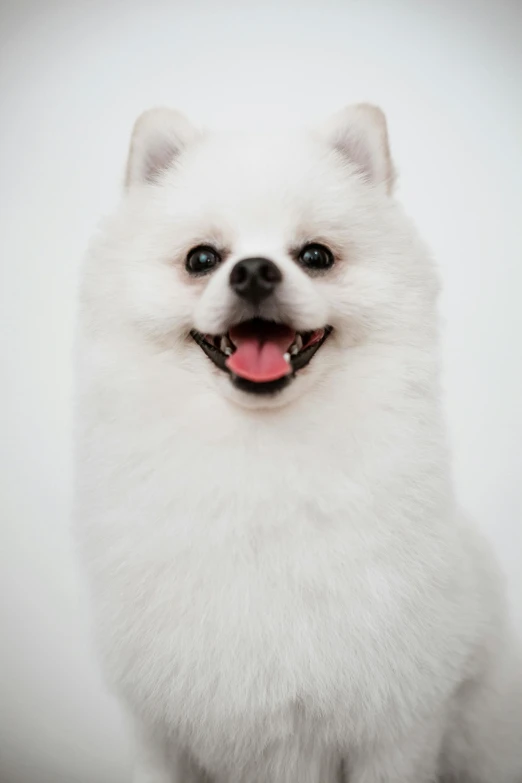 a white dog with blue eyes and a pink tongue