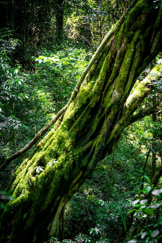 an image of a large tree in the middle of the woods