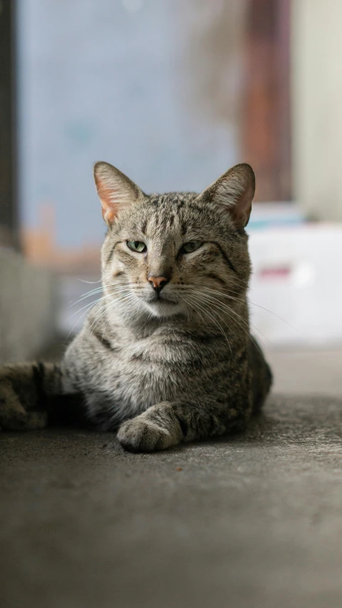 a gray cat is laying on the floor