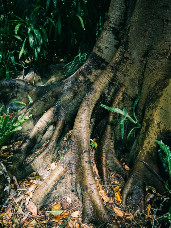 the very large tree has been bent down