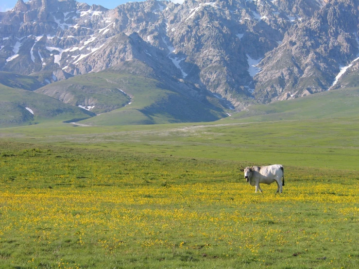 a cow that is standing in a grass field